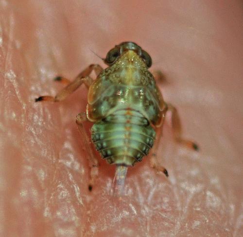 Issus coleoptratus
